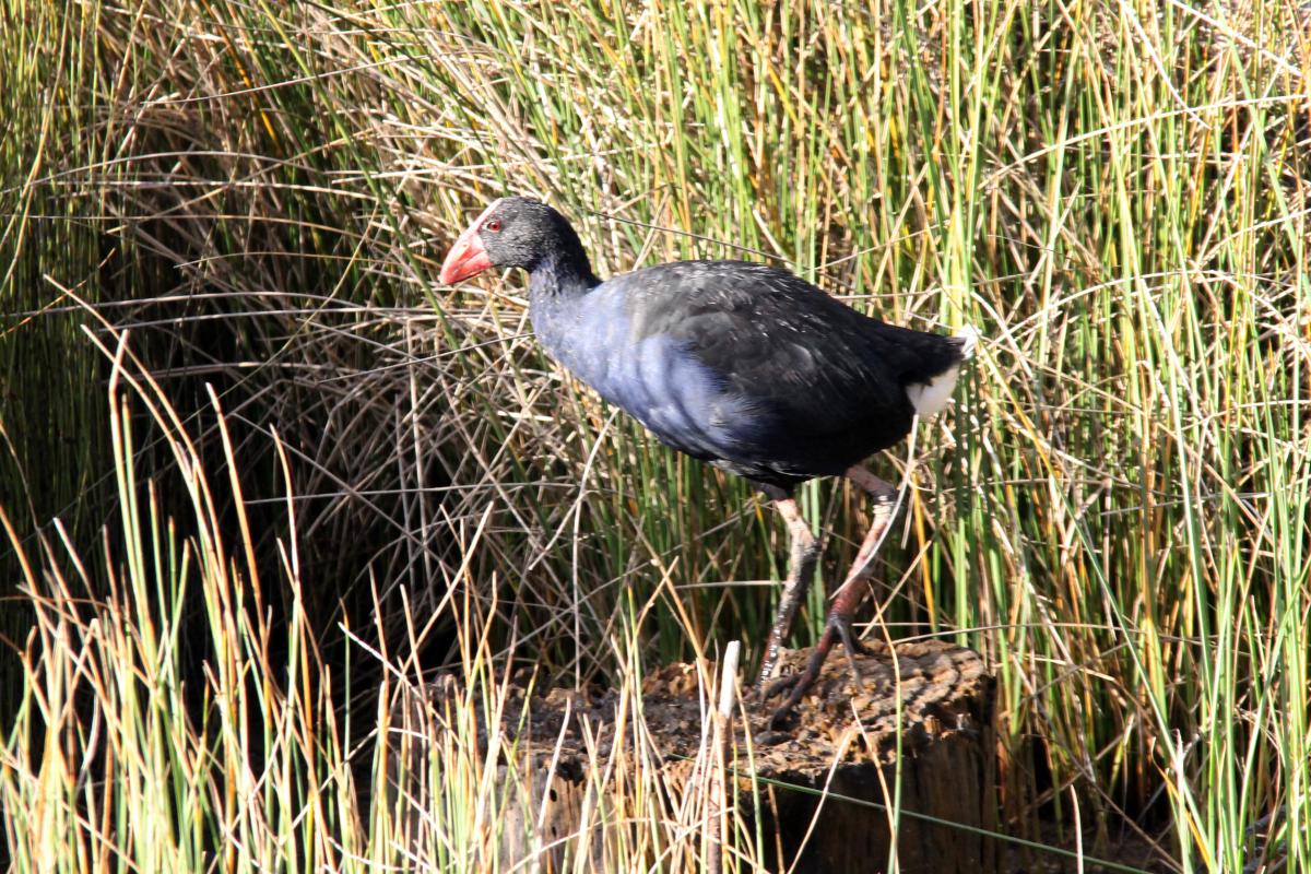 Purple Swamphen (Porphyrio porphyrio)